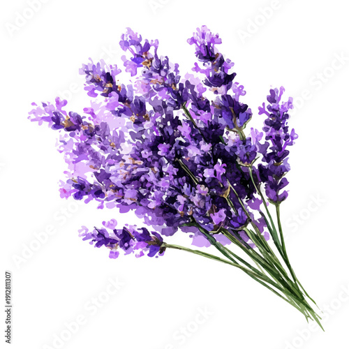 Lavender, watercolor clipart vector, isolated on a white background.