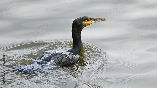Konstfotografi Great Cormorant swimming in water surface portrait with yellow beak