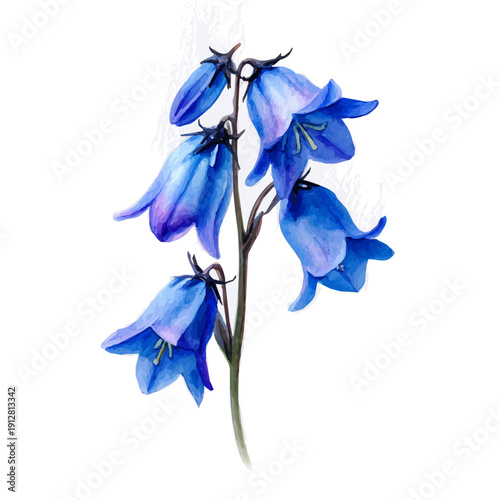 Bluebell, watercolor painting vector, isolated on a white background.