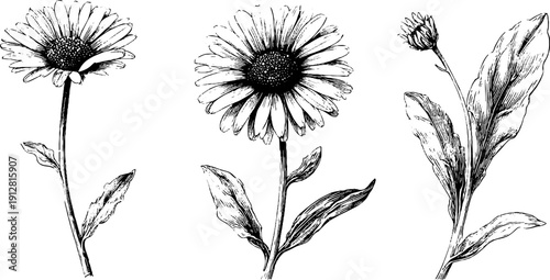 Vintage daisy illustration set - hand drawn engraving of flowers, stems, and leaves for design