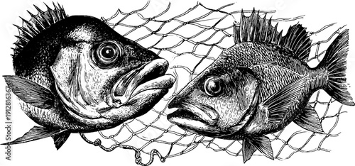 Vintage engraved illustration of fish with net - retro hand-drawn design for nautical themes