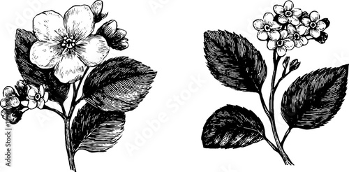 Vintage engraved illustration of forget me not flowers and clusters for botanical design