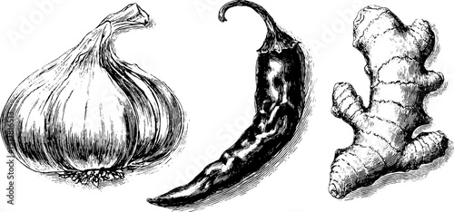 Vintage hand-drawn engraved illustration of garlic bulb, chili pepper, and ginger root for retro design