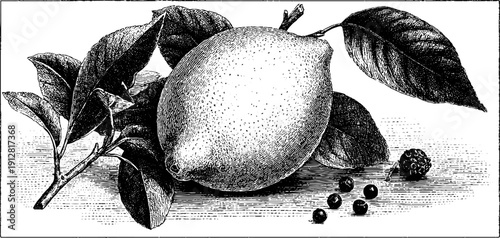 Vintage hand drawn engraving of lemon, bay leaf, and peppercorn for retro design and decor