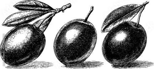 Vintage olive engraving set - green and black olive illustrations for retro design