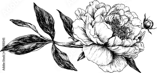 Elegant peony flower with leaves and stem hand drawn engraving for decorative design