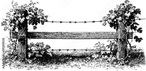 Vintage vineyard trellis design featuring grapevines and posts - ideal for wine theme prints and posters