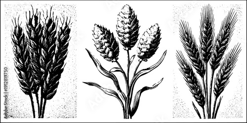 Vintage engraved illustration set of wheat, flour, cornmeal, and rye for retro design