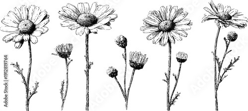 Vintage engraved wild chamomile with buds and stems - nature-inspired design for decor and print