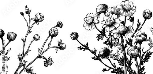 Vintage wild chamomile botanical sketch with buds and stems for design