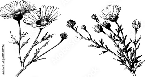Elegant engraved illustration of wild chamomile with buds and stems for botanical designs