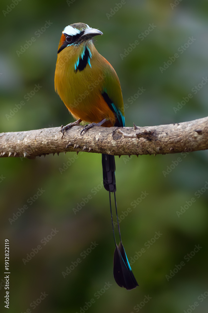 Obraz premium Turquoise-browed motmot (Eumomota superciliosa) sitting on a branch with a green background. A very colorful bird from the Momotidae family.