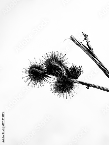 Photography a close-up of prickly seed pods on the stem of a dried herbaceous plant against a white background
