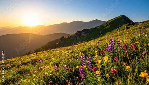 Bright flowers bloom on a mountain meadow as the sun rises over distant hills in the early morning light