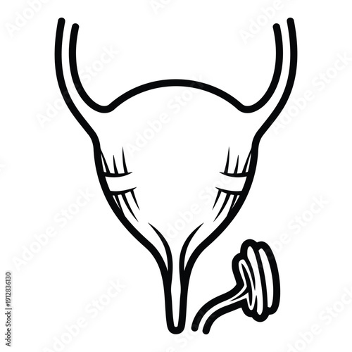 Illustration of a female reproductive system with a focus on the uterus and ovaries isolated on white background, Vector