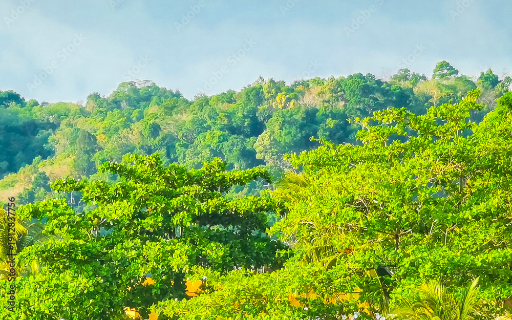Obraz premium Thailand Tropical palm trees rainforest on mountain hill blue sky.