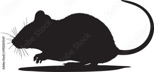 Vector silhouette of a small black rat or mouse with whiskers and a long tail, isolated on a transparent background for pest control or animal themes.