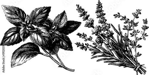 Vintage botanical illustration of basil and rosemary for design projects