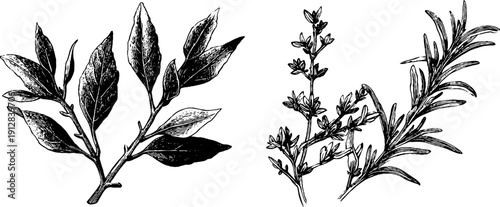 Vintage herb collection: bay leaf, thyme, and rosemary engraving for botanical design