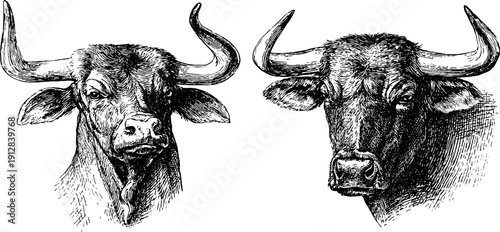 Vintage engraved illustration set of beef ox head and full ox with yoke for retro design