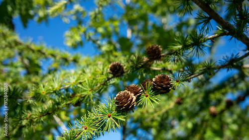 Larch branch growing with fresh green needles and cones