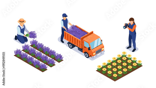 Isometric farming scene with farmers collecting lavender and sunflowers