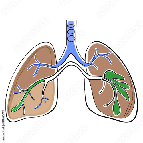 Lungs diagram with bronchial tree and alveoli illustration  