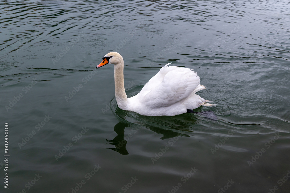 Obraz premium A single young swan gracefully floats on cold water creating a peaceful and serene atmosphere reflecting solitude and the beauty of nature in a chilly lake environment