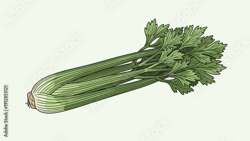 Detailed botanical illustration of a fresh bunch of green celery with its long stalks and textured leaves on a green background.