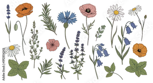 Collection of hand-drawn wildflowers and herbs