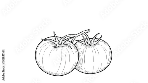 Fine line drawing of two ripe tomatoes still attached to a single green vine in a vintage engraving style.