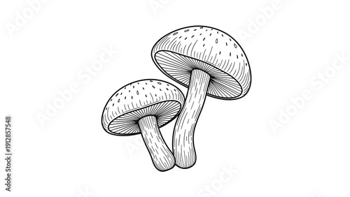 Realistic black and white engraving of two mushrooms with speckled caps and thick stalks shown in a classic style.