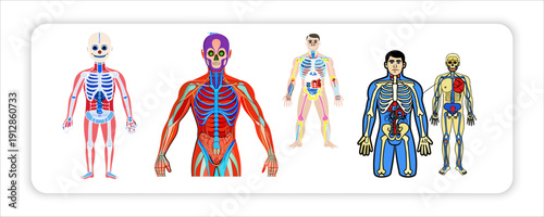Human Anatomy Diagrams Skeletal a Stylized Bare Line Art Doctor, Apple, Pump Bottles, Medicine, Brain,Yellow Sun