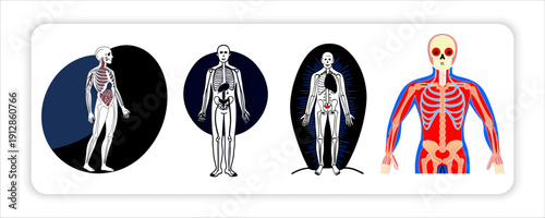 Human Anatomy Diagrams Skeletal a Stylized Bare Line Art Doctor, Apple, Pump Bottles, Medicine, Brain,Yellow Sun