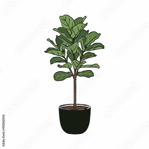 A Detailed Illustration of a Fiddle Leaf Fig Plant in a Dark Pot on a White Background