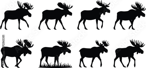 Moose Silhouette Set in Walking Poses Isolated on White Background Wildlife Animal Vector Illustration Collection Design