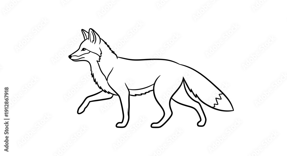 Fototapeta premium A beautifully detailed black and white line drawing of a fox walking gracefully