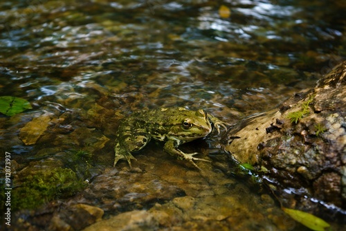 Moss-covered rock and golden-eyed frog