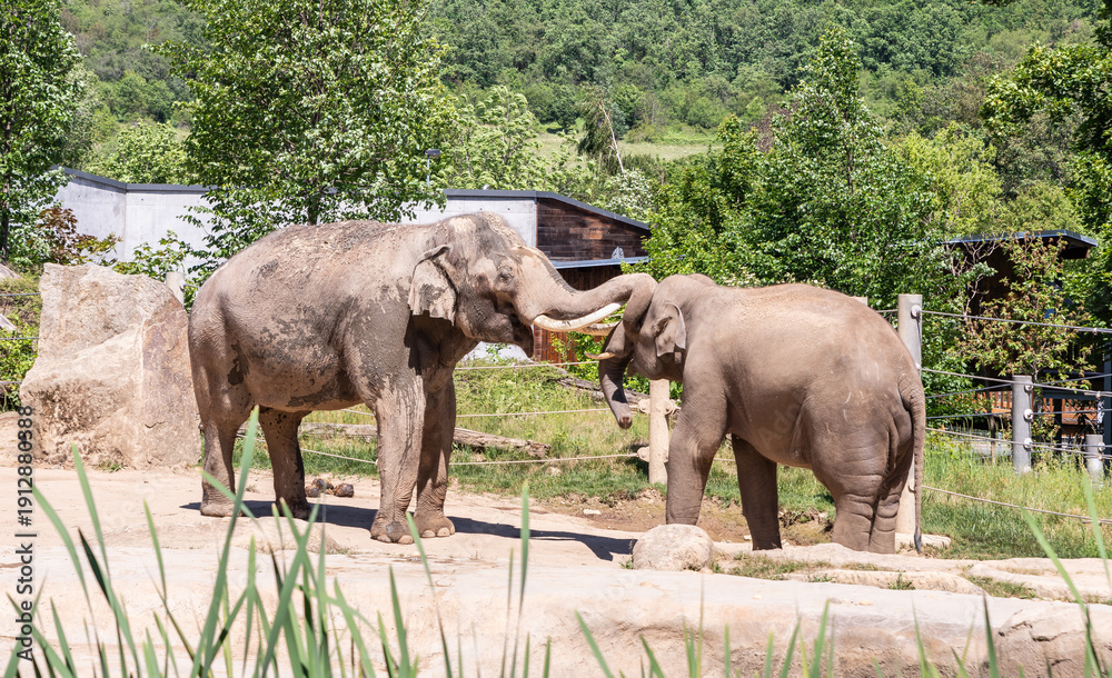 Fototapeta premium Indian and Asian elephants stand in their enclosure on the territory of Prague Zoo in the Czech Republic