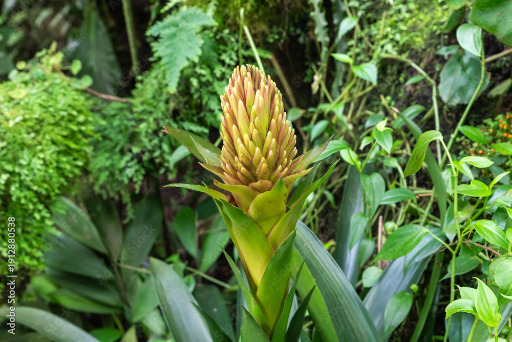 custom made wallpaper toronto digitalGuzmania flower in Fata Morgana Tropical Greenhouse at Prague Botanical Garden in Czech Republic