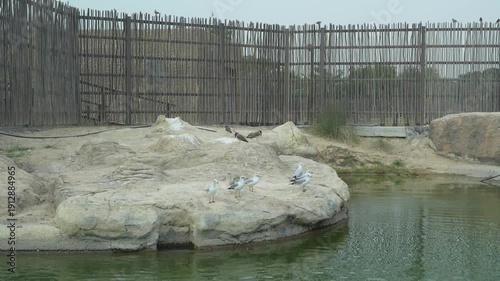 Group of seagulls stands on a rocky shore by a body of water, with a wooden fence and natural vegetation visible in the background, showcasing a serene outdoor setting