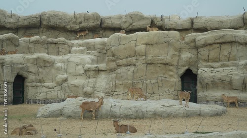Group of mountain goats actively grazing and moving around rocky cliffs in a wildlife habitat, showcasing their natural behavior against a backdrop of artificial rock formations
