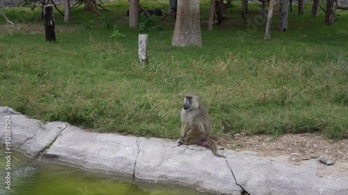 A baboon sits calmly by the water's edge, gazing at its surroundings in a grassy area. The scene captures the animal's posture and the natural environment, highlighting the tranquil setting