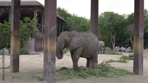 African elephant stands and forages for grass beneath wooden pillars in a wildlife sanctuary, surrounded by greenery and rocks, showcasing its natural behavior in a serene environment