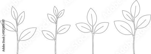 Line art showing four stages of plant growth