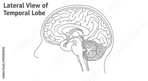Lateral View of Human Brain Temporal Lobe Anatomy - Medical Illustration