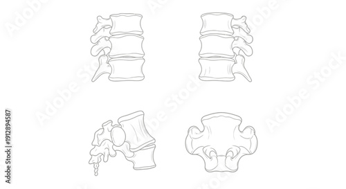 Lumbar Spine Anatomy Diagram: Vertebrae Views - Medical Illustration
