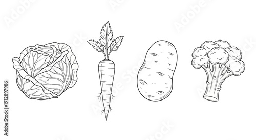 Hand-Drawn Vegetables: Cabbage, Carrot, Potato, Broccoli - Isolated Line Art