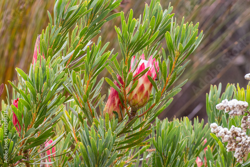 South Africa - Cape Town - Sugarbush (Protea repens) - Flowering fynbos protea at Cape of Good Hope