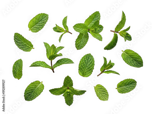 Fresh mint leaves isolated on a transparent background green leaves herb